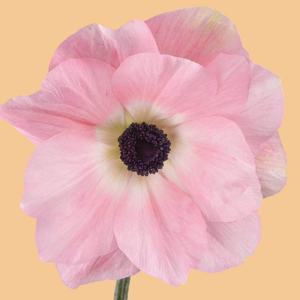 Anemone 'Mistral Rosa Chiaro'